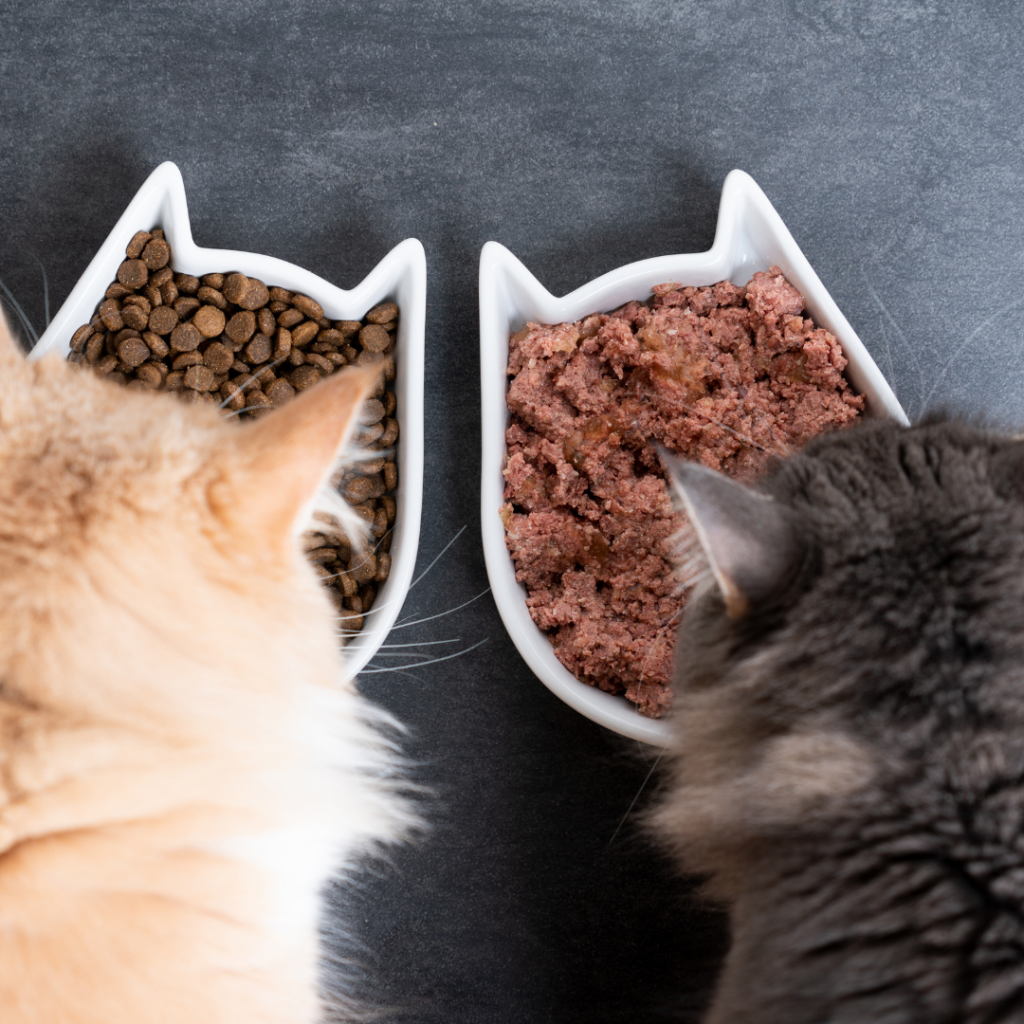 homemade-cat-food-vs-store-bought-galvinoid