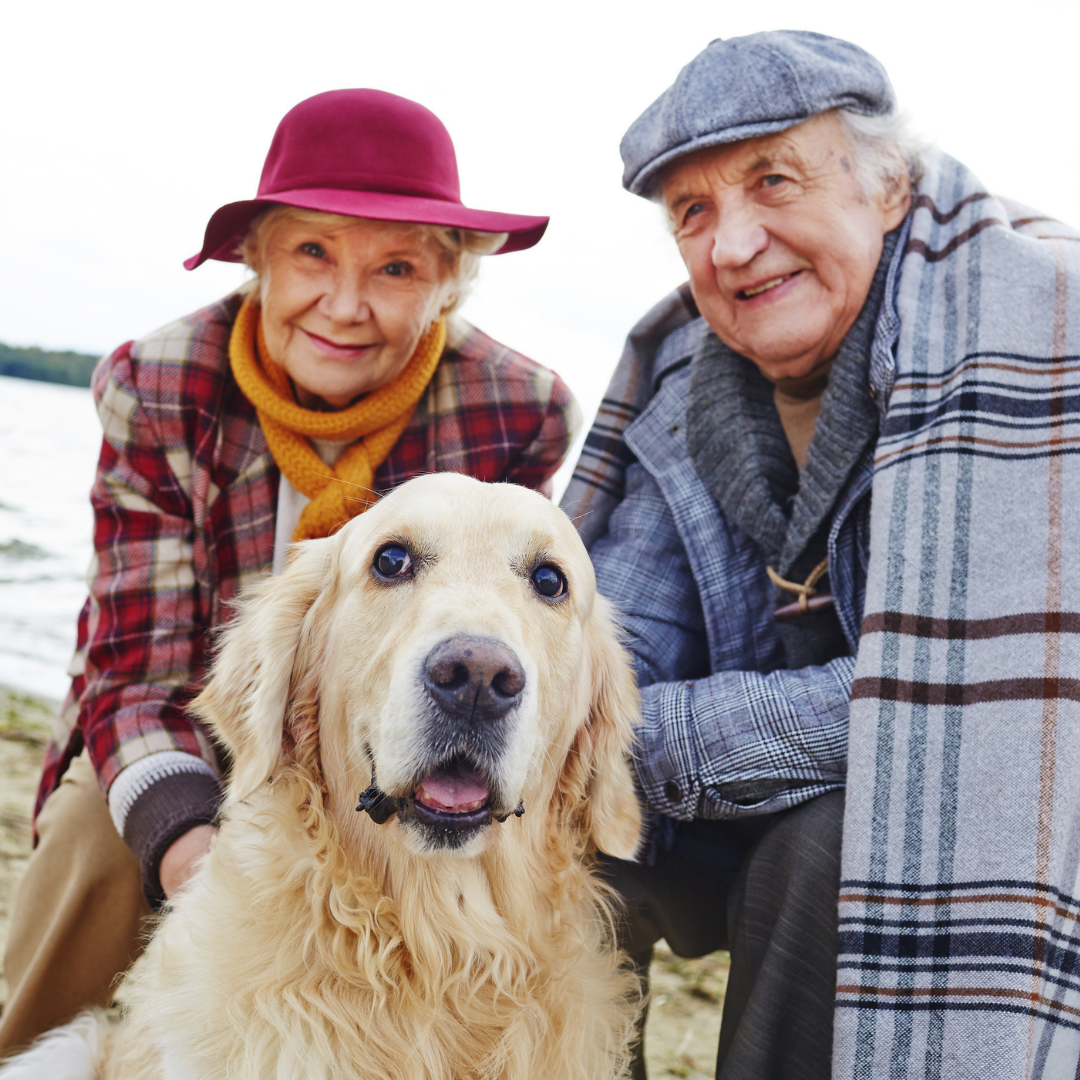 Why A Senior Pet Could Be Perfect For Your Home Galvinoid